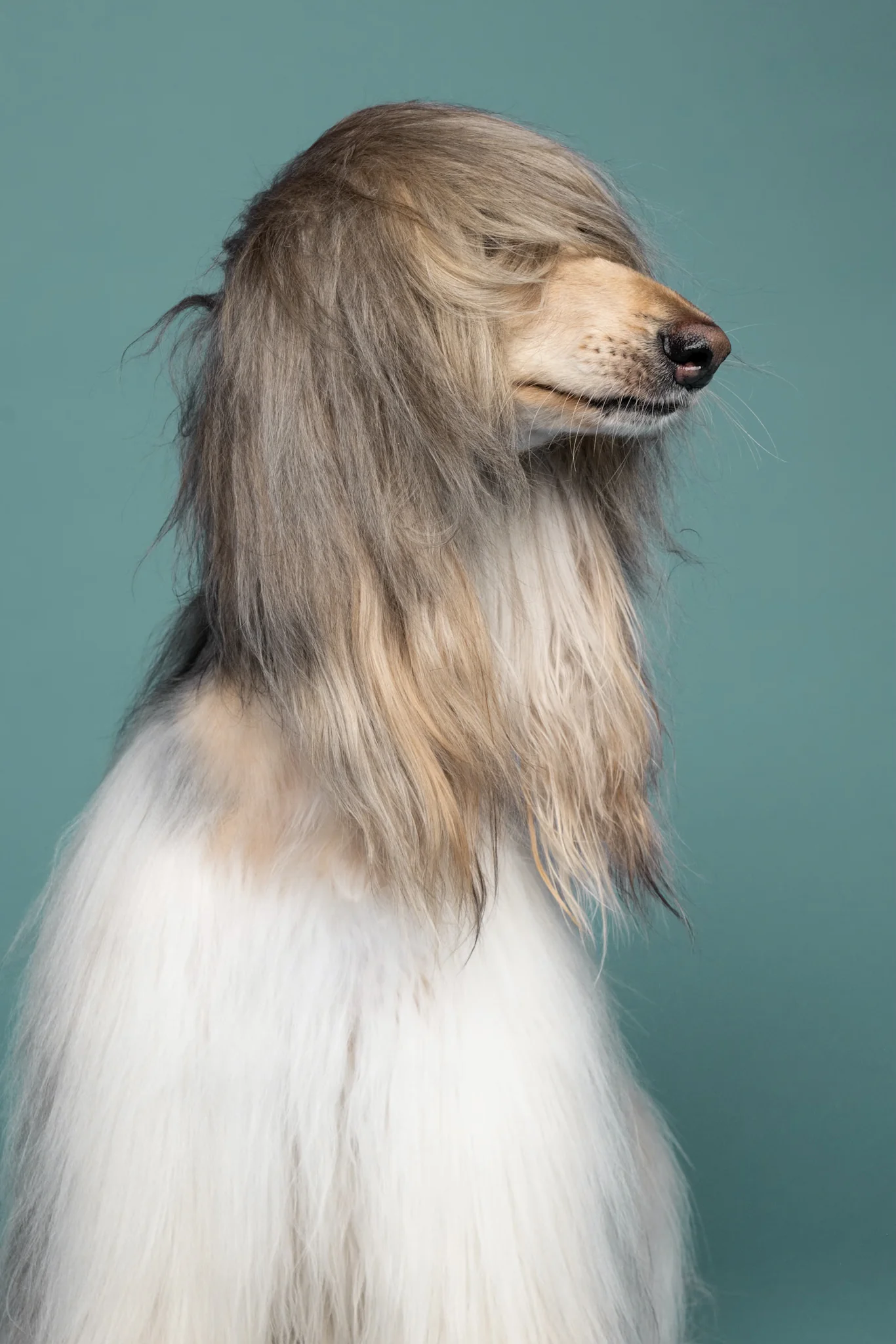 DOGS / STUDIO - more animals-klausdyba-28 - PETS Photography by Klaus Dyba